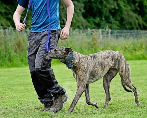 Charme-Greyhound