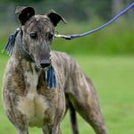Charme-Greyhound