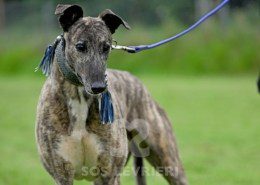 Charme-Greyhound