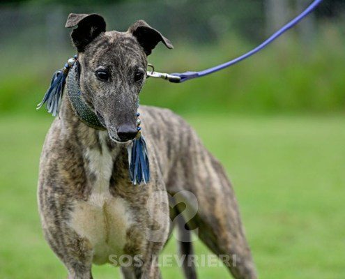 Charme-Greyhound