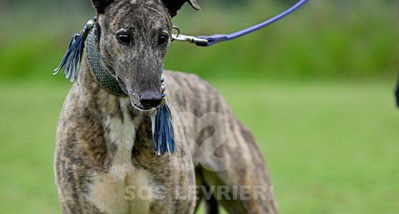 Charme-Greyhound