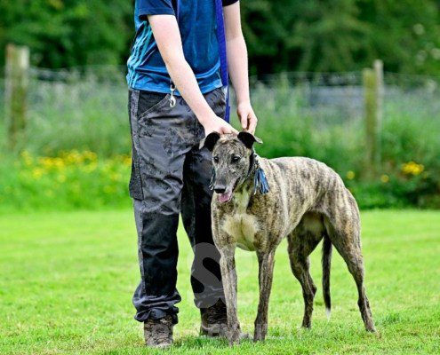 Charme-Greyhound