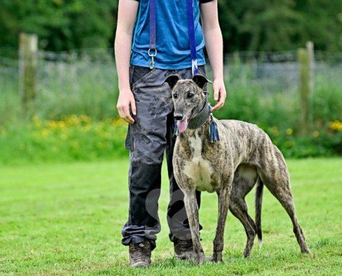 Charme-Greyhound