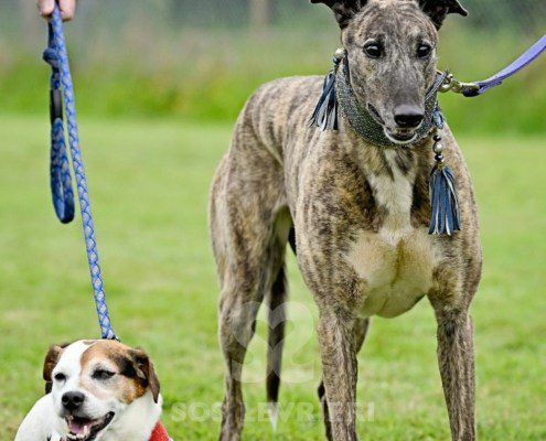 Charme-Greyhound