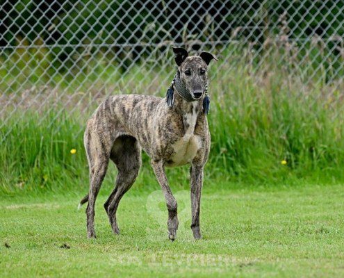 Charme-Greyhound