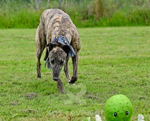 Charme-Greyhound