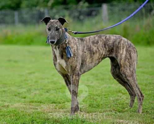 Charme-Greyhound