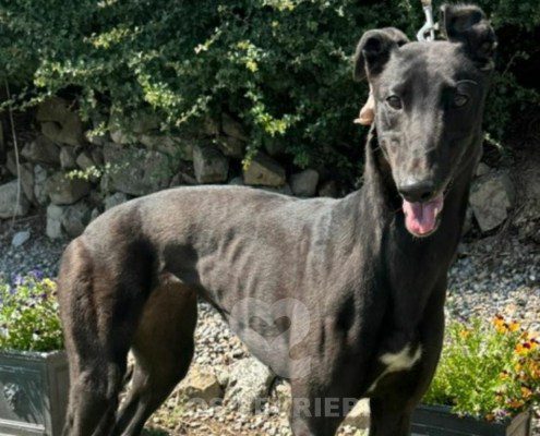 Dushka-Greyhound