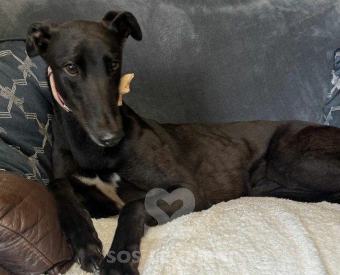 Dushka-Greyhound