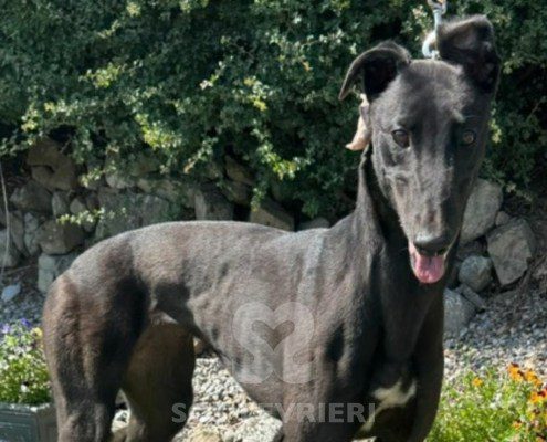 Dushka-Greyhound