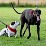 Luna-Greyhound