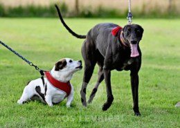 Luna-Greyhound