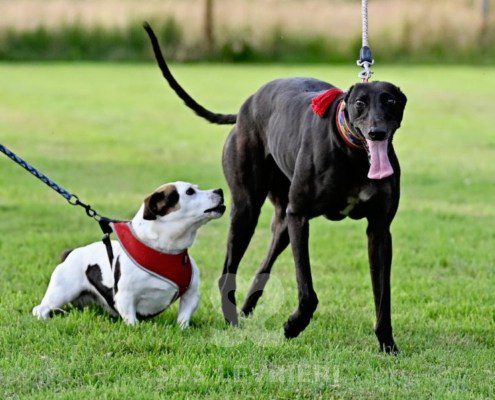 Luna-Greyhound