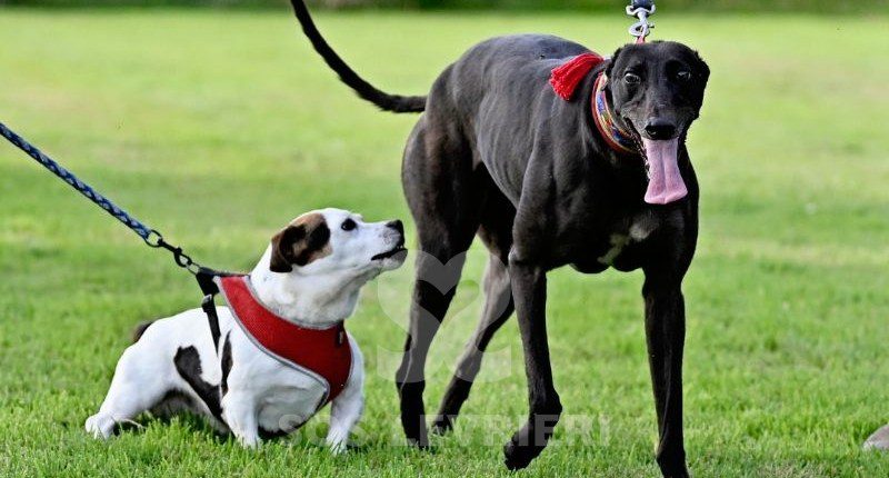 Luna-Greyhound