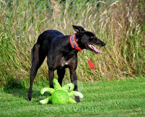 Luna-Greyhound