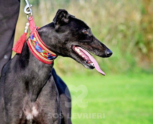 Luna-Greyhound