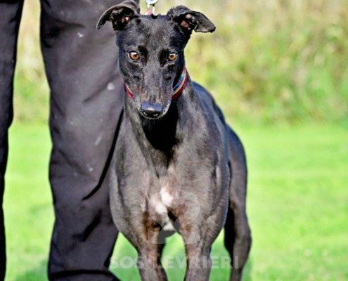 Luna-Greyhound