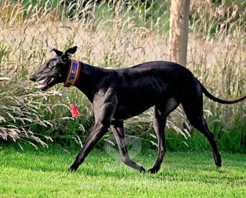 Luna-Greyhound