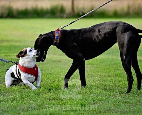 Luna-Greyhound