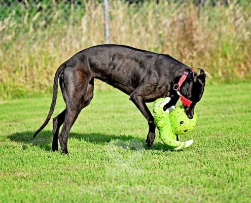 Luna-Greyhound