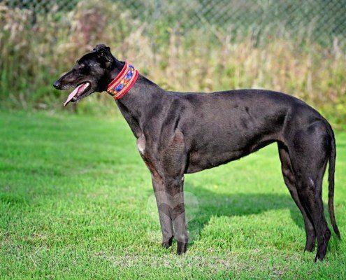 Luna-Greyhound