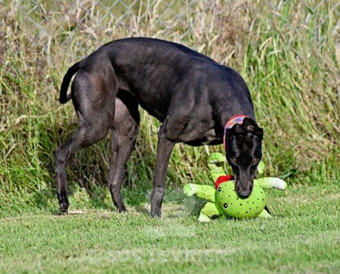 Luna-Greyhound