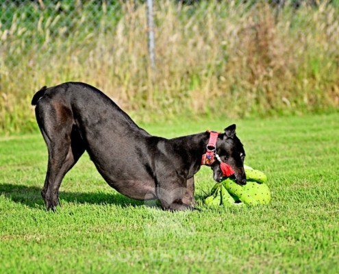 Luna-Greyhound