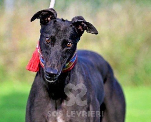 Luna-Greyhound