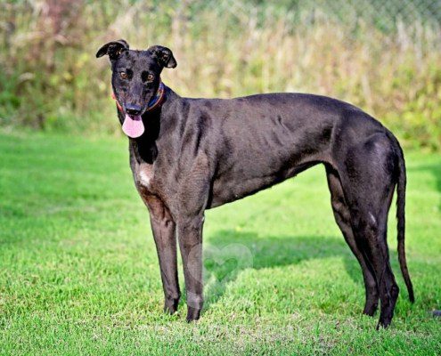 Luna-Greyhound