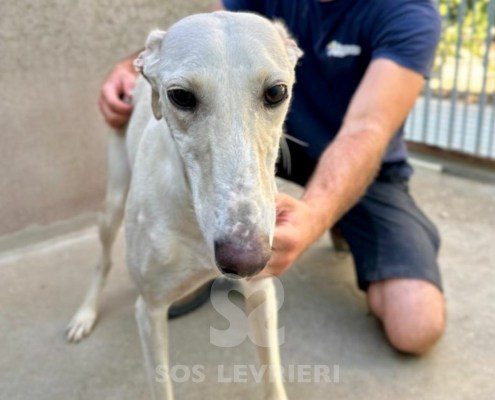 Narila-Galgo