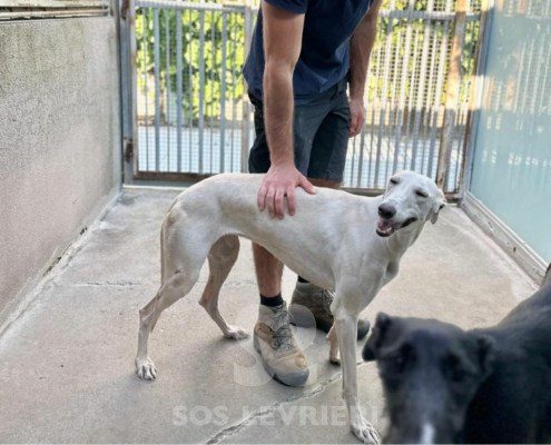 Narila-Galgo