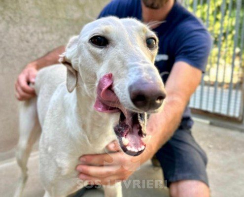 Narila-Galgo