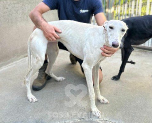 Narila-Galgo