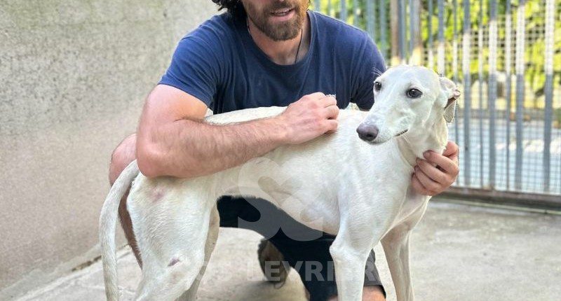 Narila-Galgo