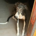 Pulga-Galgo