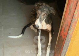 Pulga-Galgo