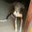 Pulga-Galgo