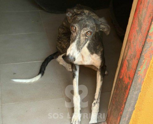 Pulga-Galgo