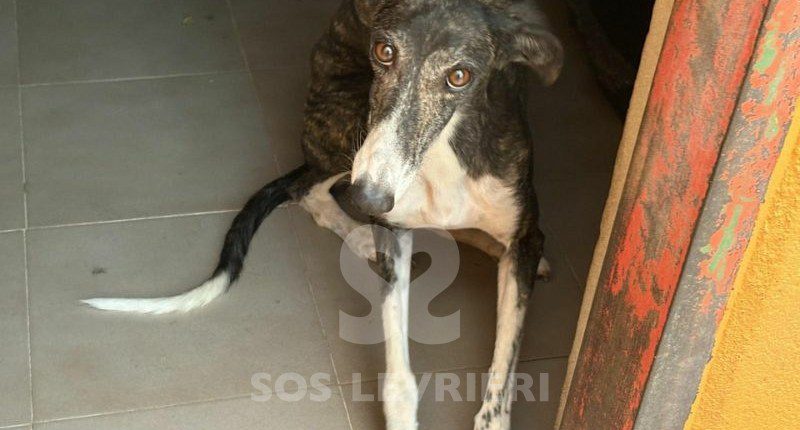 Pulga-Galgo