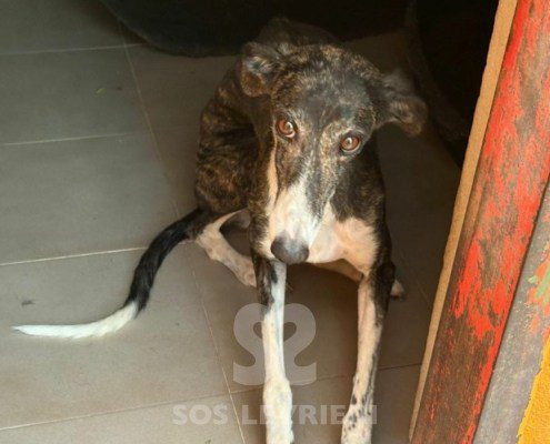 Pulga-Galgo