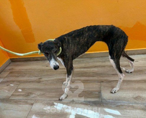 Pulga-Galgo