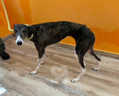 Pulga-Galgo