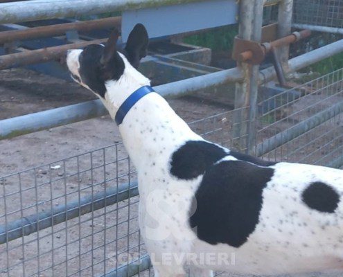 Sidney-Greyhound