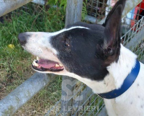 Sidney-Greyhound