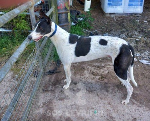 Sidney-Greyhound
