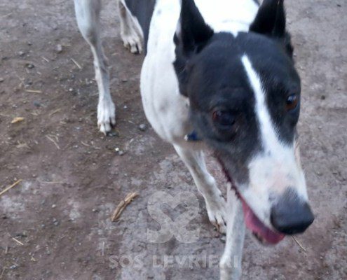 Sidney-Greyhound