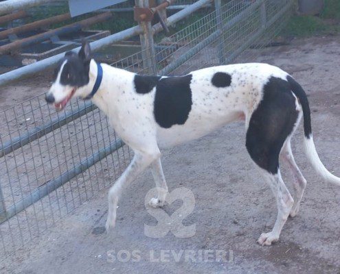 Sidney-Greyhound