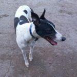 Sidney-Greyhound