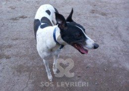 Sidney-Greyhound