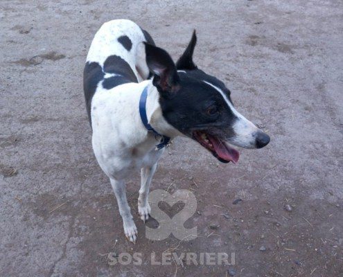 Sidney-Greyhound